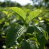 kratom captain green jungle kratom captain green jungle